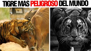 ¡CUIDADO! ¡Este es el Tigre Más Peligroso del Mundo!