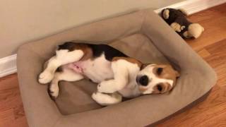 Sleepy beagle puppy yawning