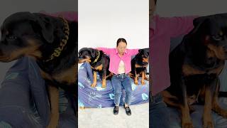 这就是养儿子和养女儿的区别#一坨 #rottweiler #罗威纳 #罗威纳护卫犬 #pets #向威和一坨 #向威 #萌宠