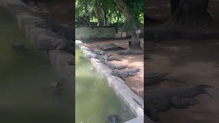 Crocodile 🐊 Park sathanur Dam , Thiruvannamalai Near #sathanurdam #isharhythan #shorts