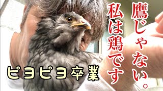 【声がでない！】ニワトリの声変わり