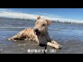 【愛犬と水遊び】葛西臨海公園駅前の海岸で散歩して水遊びをしたら犬の行動が可愛いすぎた。釣り、観覧車、水族館など沢山の遊ぶスポットがある公園。