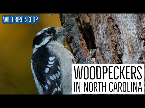 Can you kill a woodpecker in North Carolina?