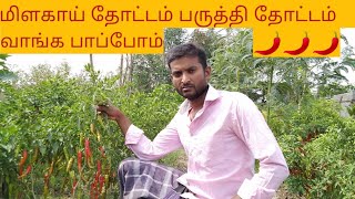 Red chilli garden and cotton plant garden,மிளகாய் தோட்டம் மற்றும் பருத்தி தோட்டம் சுற்றி பார்க்கலாமா