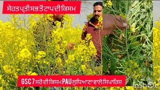 GSC7ਸਰੋ ਦੀ ਕਿਸਮ pAU ਲੁਧਿਆਣਾ ਵਾਲੋ ਸਿਪਾਰਿਸ਼ ਸੇਹਤ ਪ੍ਤੀ ਸਭ ਤੋਂ ਟਾਪ ਦੀ ਕਿਸਮ#mustard@cropsinformation