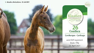 Hofauktion Klaaßen Katalog-Nr. 26 Conthea Stute v. Conthargos - Carthago