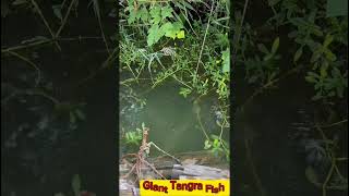 বিরাট বড় টেংরা মাছ ধরা | Tangra mach dhora | hook fishing shorts #fishing #ytshorts #shorts