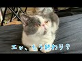 猫専門マッサージ店を体験レポートするニャ～