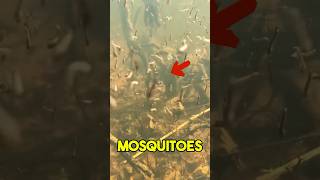 Respawn Of Mosquitoes! #shorts #mosquitoes