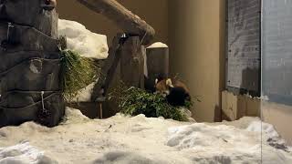 食事中のシセンレッサーパンダ　雪あかりの動物園 / Lesser Panda in Asahiyama Zoo.