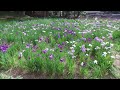 花菖蒲と屋根付き橋 弓削神社 　～内子町石畳～　2017 6 9