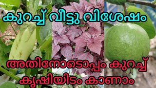 എന്റെ വീട്ടിലെ കൃഷിയിടം #viral #trending #youtube #1k #കൃഷി