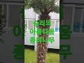 @종려나무 승리 아름다움 palm sunday 예수 예루살렘입성 승리의여신 니케 월계관 니케의 종려나무