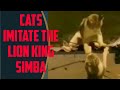 Cats imitate the Lion King Simba