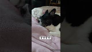 お父さんのいびきばりのナル #癒し #ボストンテリア #いぬ #dog #犬 #いぬのいる生活