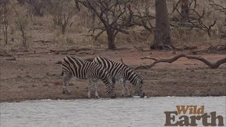 WildEarth - Sunset - 18 October 2021