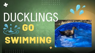 Ducklings go swimming