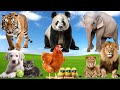 Familiar Animal Sounds: Cat, Dog, Chicken, Tiger, Lion, Elephant - Animal moments