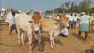 పెబ్బేరు సంతలో గోధుమపుల్ల ఆవు- ఆవుకి పుట్టిన కోడెదూడ రేటెంతో చూద్దాం | cow \u0026 Bull videos | cow mandi