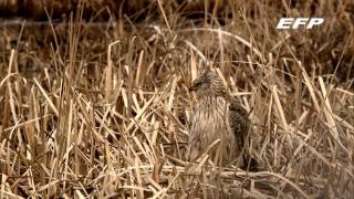 Raptor Profile vol.2　チュウヒ Eastern Marsh Harrier in Hokkaido