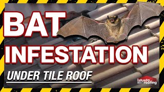 Bat Infestation Under Tile Roof- Roofing Miami, FL