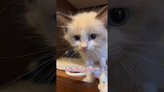 入院中初めて食べるご飯が気に入った子猫ラグドール