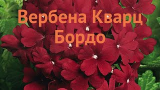 Вербена вечноцветущая Бордо (verbena quartz bordeaux) 🌿 обзор: как сажать, семена вербены Бордо