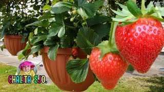 ปลูกสตรอเบอรี่ในกระถางง่ายๆ by เดือน | Grow strawberries in containers | Chalita ม่ามี้เดือน