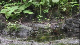 7月17日河口湖フィールドセンター　シジュウカラ幼鳥