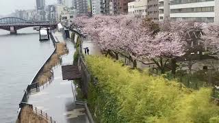 隅田川河畔の桜並木。花散らしの雨に耐えていました。2022年4月3日日曜日。浅草は混んでいました。