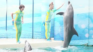 『新江ノ島水族館』アシカ・イルカ ミニライブ♪ ②（2020/05/31）