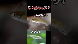 【似てる生き物】カダヤシとメダカ見分けられる？#shorts #生き物　#クイズ  #知識　#メダカ　#カダヤシ　#魚