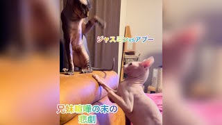 猫兄妹達プロレスごっこの果てに起きた悲劇😅