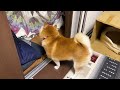 in the strong wind shibe s head became round and then its shadow s head also became round.