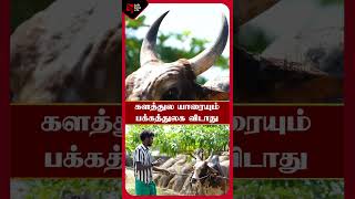 களத்துல யாரையும் பக்கத்துல விடாது  | Jallikattu |  Left Lane Tamil