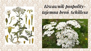 Krwawnik - tajna broń Achillesa 😎😎😎😜💚🌿🌱💚