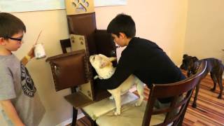 How to train a dog to use a Bailey Chair