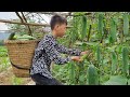 Nam - poor boy: The boy went to pick cucumbers to sell. Daily life of an orphan boy