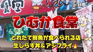 宮崎グルメ392  日向　ひむか食堂🔥　とれたての鮮魚が食べられる店✨　生しらす丼＆アジフライ✨