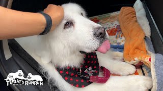 ちょっとお疲れ気味だけど...頑張ってシャンプーをしたルンルンです　Great Pyrenees　グレートピレニーズ