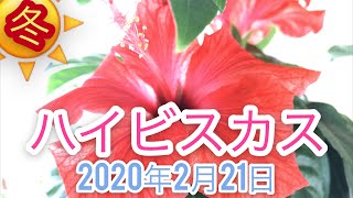 【冬越し最中ハイビスカス】冬越し中にも花が咲きますよ！