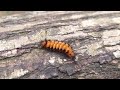 Weird Caterpillar from Golden Island, Varkala! 🐛✨