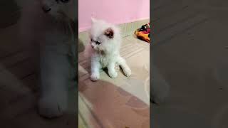 💥 சோம்பேறி பூனைகள் 🤣 #persiancat #cat #பூனை #cats #kitten #cutecat #shortscat #short #shorts #viral