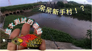 泰蛙測試，一隻就爆咬，只是.......！？ #lure #taiwan #snakehead #路亞 #泰國鱧 #排水溝