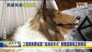 工程師美夢成真！“成為牧羊犬”模樣超萌吸正妹陪玩