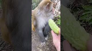 Monkey prefers bread 🍞🐒 #dzistic