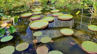 Giant Water Lilly (Victoria and Euryale) Fruits and Seeds are edible