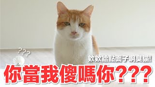 【好味小姐】我看別人的貓都很配合啊｜好味貓日常175