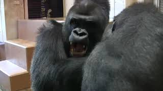 シャバーニと息子キヨマサ 111  Dad Shabani \u0026 son Kiyomasa