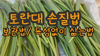 토란대수확/ 손질법 토란대 삶는법 /보관법/효능